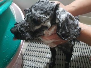 마리앤루이펫샴푸 [mari and louie pet shampoo] — 5점을 준 리뷰어가 2021년 5월 올린 사용 사진