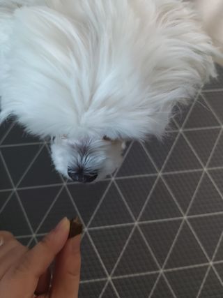 My Pet Care 천연단백질 치아건강에 개좋아 — 5점을 준 리뷰어가 2021년 1월 올린 사용 사진