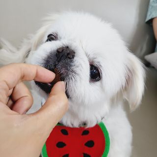 랩솔루션 강아지 영양제 3종 중 택 1 — 5점을 준 리뷰어가 2022년 5월 올린 사용 사진