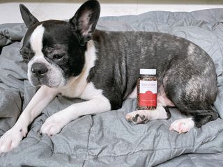 펫21 그로그로 5종 강아지 고양이 반려동물 한방 영양제 — 5점을 준 리뷰어가 2021년 11월 올린 사용 사진