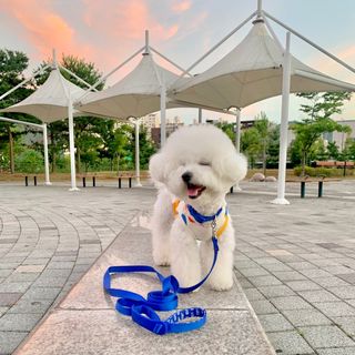 베이컨박스 [BACON] 고아웃클럽 이지그립 리드줄, 목줄 세트-BLUE — 5점을 준 리뷰어가 2021년 7월 올린 사용 사진