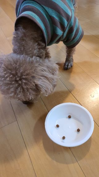 펫21 그로그로 5종 강아지 고양이 반려동물 한방 영양제 — 5점을 준 리뷰어가 2021년 12월 올린 사용 사진