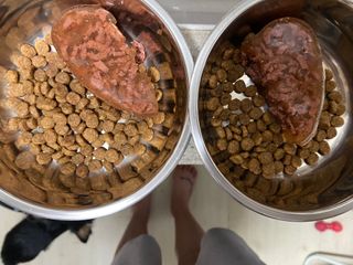 비타크래프트 조에시 하트캔 85g 강아지 습식캔 10캔 — 3점을 준 리뷰어가 2021년 10월 올린 사용 사진