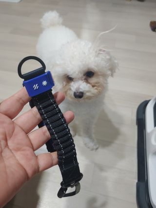 베이컨박스 [BACON] 고아웃클럽 산책 안전벨트 리뉴얼 - 중,대형견용 — 5점을 준 리뷰어가 2021년 12월 올린 사용 사진