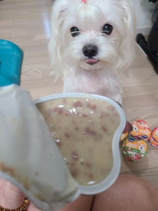비타크래프트 조에시 하트캔 85g 강아지 습식캔 10캔 — 5점을 준 리뷰어가 2021년 7월 올린 사용 사진