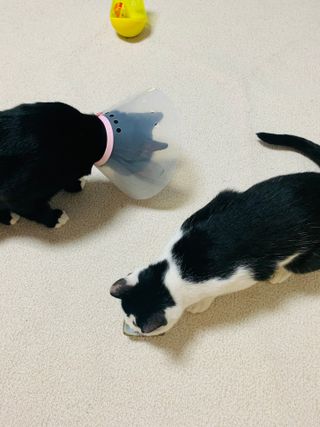 오둥이맘님이 올린 리뷰 사진 1