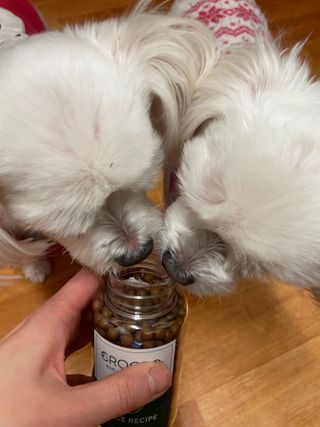 펫21 그로그로 5종 강아지 고양이 반려동물 한방 영양제 — 3.5점을 준 리뷰어가 2021년 11월 올린 사용 사진