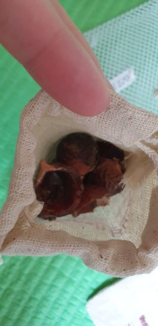[달리살다] 자연에서 온 천연 비누 소프넛, 프레시버블의 유기농 소프넛 브러쉬 세트 — 2점을 준 리뷰어가 2021년 4월 올린 사용 사진