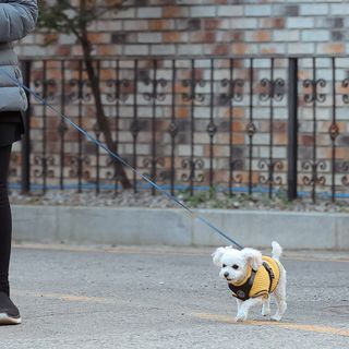 멍멍언니님이 올린 리뷰 사진 4