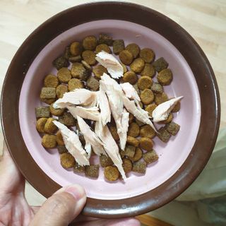 도그퓨어 푸드닭 강아지 닭고기 통살 애견간식 오리지널/차전자피/초록입홍합 — 5점을 준 리뷰어가 2021년 11월 올린 사용 사진