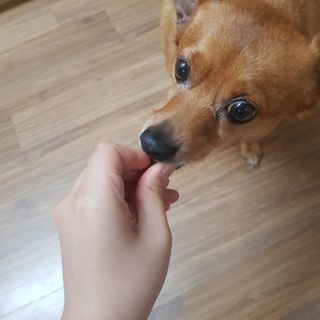 My Pet Care 천연단백질 관절건강에 개좋아 — 5점을 준 리뷰어가 2021년 1월 올린 사용 사진