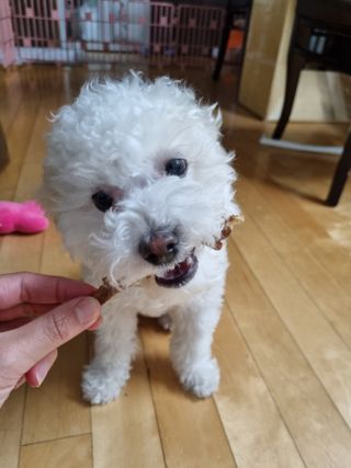 [보헤리] 국내산 강아지 육포간식 바삭 64 2종 — 5점을 준 리뷰어가 2022년 4월 올린 사용 사진