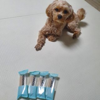 페페로니 클린플러스 덴탈치킨껌 10g x 14p — 5점을 준 리뷰어가 2021년 7월 올린 사용 사진