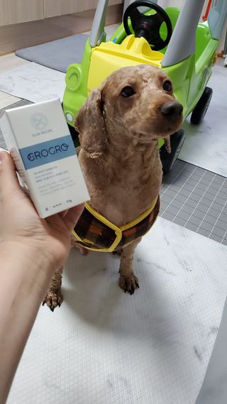 펫21 그로그로 5종 강아지 고양이 반려동물 한방 영양제 — 5점을 준 리뷰어가 2021년 11월 올린 사용 사진