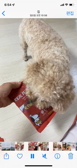 [푸디웜] 라포그  리얼인섹트 관절 저알러지 강아지 사료  1.2KG — 5점을 준 리뷰어가 2022년 8월 올린 사용 사진
