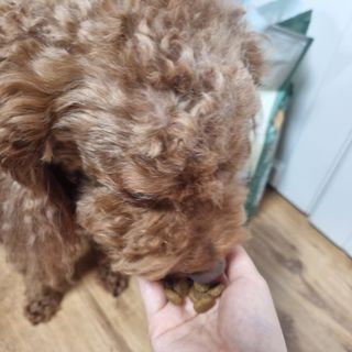 콩콩이님이 올린 리뷰 사진 2