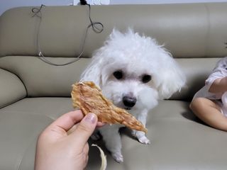 [보헤리] 국내산 강아지 육포간식 바삭 64 2종 — 5점을 준 리뷰어가 2022년 3월 올린 사용 사진