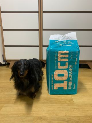 아베크 펫 와이드 프리미엄 중형 애견 강아지 배변 패드 54매 1팩 45g — 5점을 준 리뷰어가 2021년 7월 올린 사용 사진