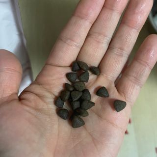 [푸디웜] 라포그  리얼인섹트 관절 저알러지 강아지 사료  1.2KG — 5점을 준 리뷰어가 2022년 8월 올린 사용 사진