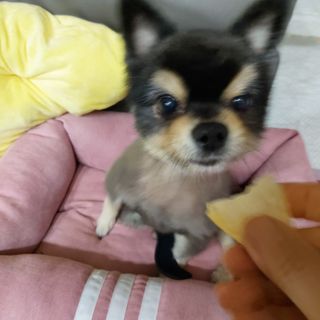 아비삭과일칩 5종 /딸기,사과,배,귤,무화과 5종 — 4점을 준 리뷰어가 2021년 4월 올린 사용 사진
