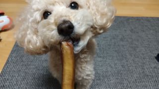 새돌댕댕님이 올린 리뷰 사진 1