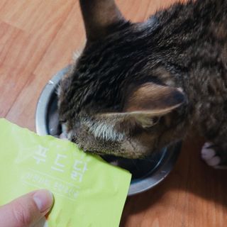 도그퓨어 푸드닭 강아지 닭고기 통살 애견간식 오리지널/차전자피/초록입홍합 — 5점을 준 리뷰어가 2021년 10월 올린 사용 사진