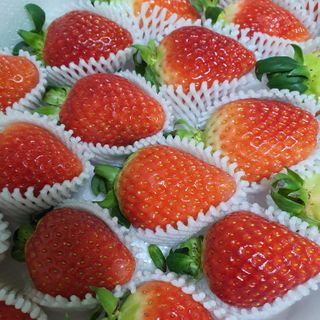 옳음 딸기 논산 설향 딸기 900g 산지직송 — 5점을 준 리뷰어가 2021년 1월 올린 사용 사진