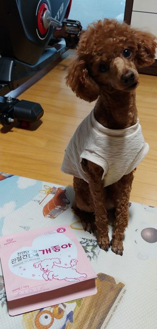 My Pet Care 천연단백질 관절건강에 개좋아 — 5점을 준 리뷰어가 2021년 2월 올린 사용 사진