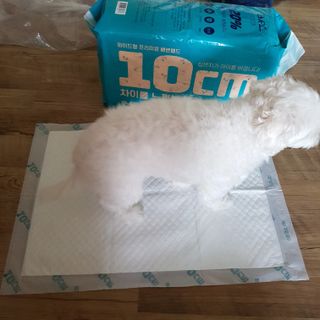 아베크 펫 와이드 프리미엄 중형 애견 강아지 배변 패드 54매 1팩 45g — 5점을 준 리뷰어가 2021년 7월 올린 사용 사진