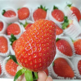 옳음 딸기 논산 설향 딸기 900g 산지직송 — 5점을 준 리뷰어가 2021년 1월 올린 사용 사진