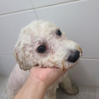 마리앤루이펫샴푸 [mari and louie pet shampoo] — 5점을 준 리뷰어가 2021년 5월 올린 사용 사진