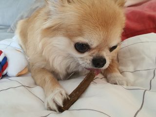 My Pet Care 천연단백질 치아건강에 개좋아 — 5점을 준 리뷰어가 2021년 1월 올린 사용 사진