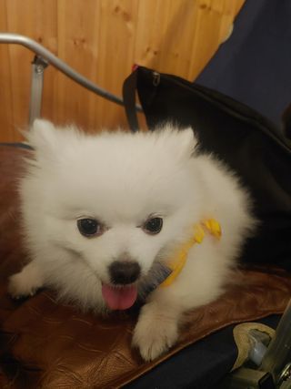 이누닷님이 올린 리뷰 사진 3