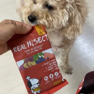 [푸디웜] 라포그  리얼인섹트 관절 저알러지 강아지 사료  1.2KG — 5점을 준 리뷰어가 2022년 8월 올린 사용 사진