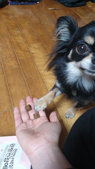 My Pet Care 천연단백질 관절건강에 개좋아 — 4점을 준 리뷰어가 2021년 1월 올린 사용 사진