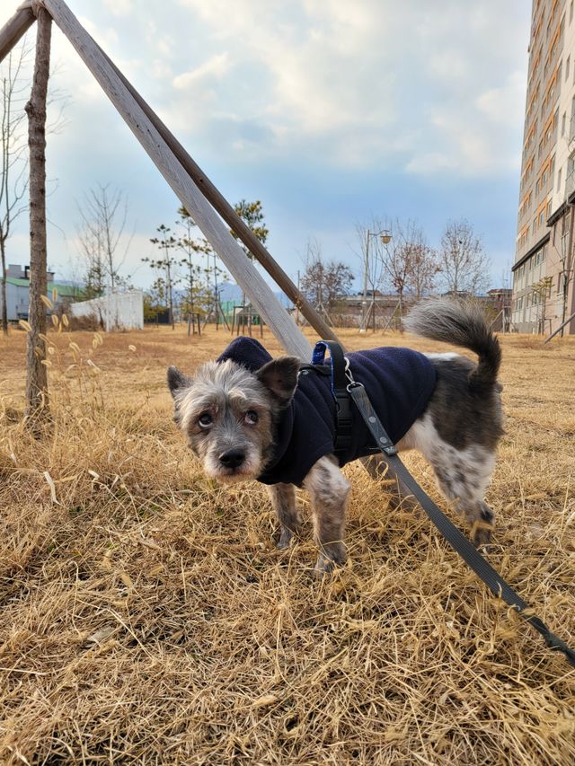 [BACON] 고아웃클럽 H 하네스 리뷰 사진