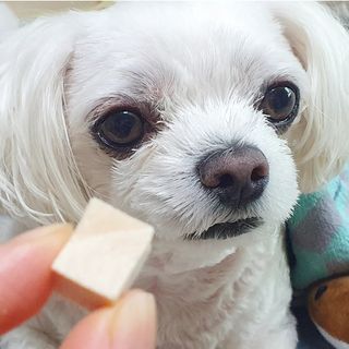 [펫시밀] 원물그대로 영양듬뿍 진공동결건조 북어트릿75g,치킨트릿100g,연어트릿75g 강아지 고양이 간식 — 5점을 준 리뷰어가 2023년 6월 올린 사용 사진