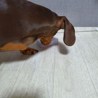 [아이스칩스] 무설탕 비건 자일리톨 캔디 7종 2개기준 — 5점을 준 리뷰어가 2021년 7월 올린 사용 사진