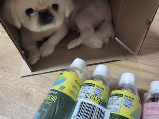 더그레잇티 콤부차 [매일유업] 더그레잇티 44kcal 콤부차 300ml *12개입 (오리지널 6개+베리리치 6개) — 5점을 준 리뷰어가 2023년 8월 올린 사용 사진