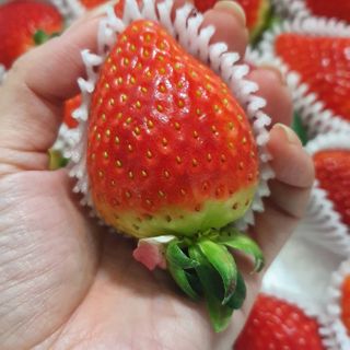옳음 딸기 논산 설향 딸기 900g 산지직송 — 5점을 준 리뷰어가 2021년 1월 올린 사용 사진