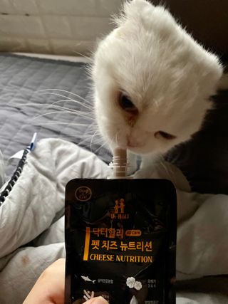 화이집사님이 올린 리뷰 사진 2