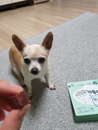 My Pet Care 천연단백질 눈건강에 개좋아 — 5점을 준 리뷰어가 2021년 2월 올린 사용 사진