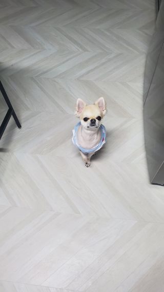 My Pet Care 천연단백질 눈건강에 개좋아 — 5점을 준 리뷰어가 2021년 2월 올린 사용 사진
