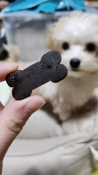 [레모나] 강아지 레모나 강아직 영양 간식 4종 택 1 — 5점을 준 리뷰어가 2024년 1월 올린 사용 사진