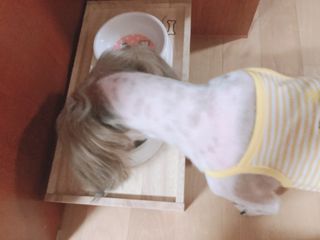 비타크래프트 조에시 하트캔 85g 강아지 습식캔 10캔 — 5점을 준 리뷰어가 2021년 7월 올린 사용 사진