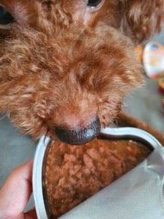 비타크래프트 조에시 하트캔 85g 강아지 습식캔 10캔 — 5점을 준 리뷰어가 2021년 9월 올린 사용 사진