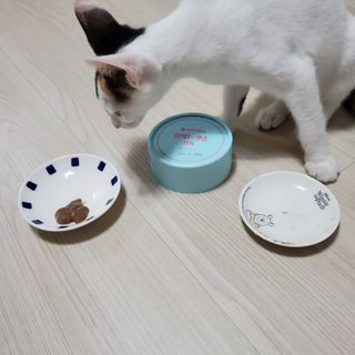 페페로니 잘 먹는 캣츄 - 원양선 참치 24개입 — 4점을 준 리뷰어가 2021년 7월 올린 사용 사진