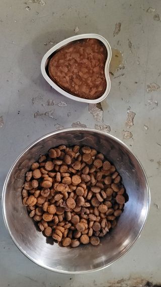 비타크래프트 조에시 하트캔 85g 강아지 습식캔 10캔 — 5점을 준 리뷰어가 2021년 8월 올린 사용 사진