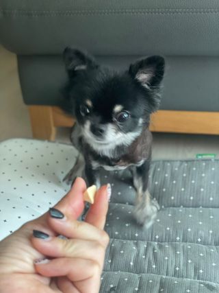 페페로니 진짜 프리바이오틱스 치즈+치즈고구마 180g+180g — 4.5점을 준 리뷰어가 2021년 7월 올린 사용 사진