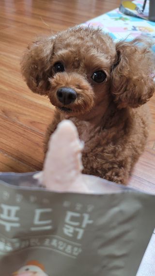 도그퓨어 푸드닭 강아지 닭고기 통살 애견간식 오리지널/차전자피/초록입홍합 — 5점을 준 리뷰어가 2021년 11월 올린 사용 사진